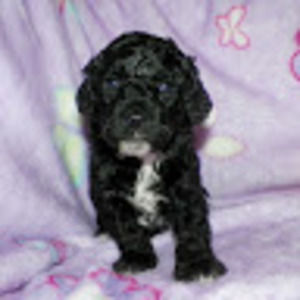 Meet your Posher, Mina